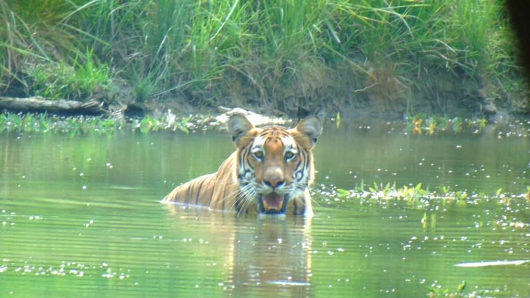 Tiger Tracking at Bardia National Park