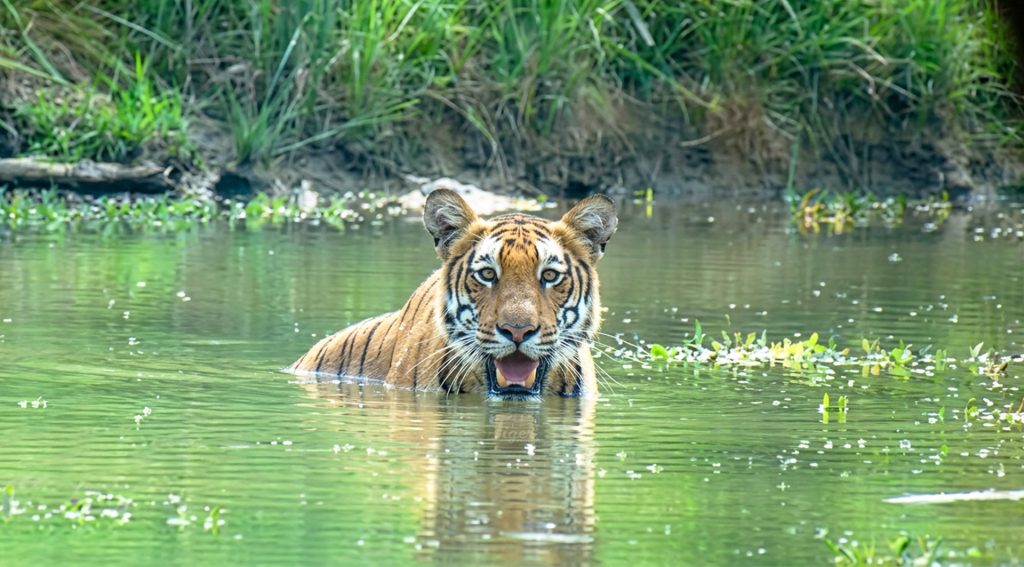 Tiger-Tracking-Tour-in-Chitwan-NP