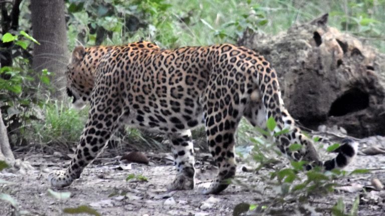 How many days required for wildlife safari tour in Nepal