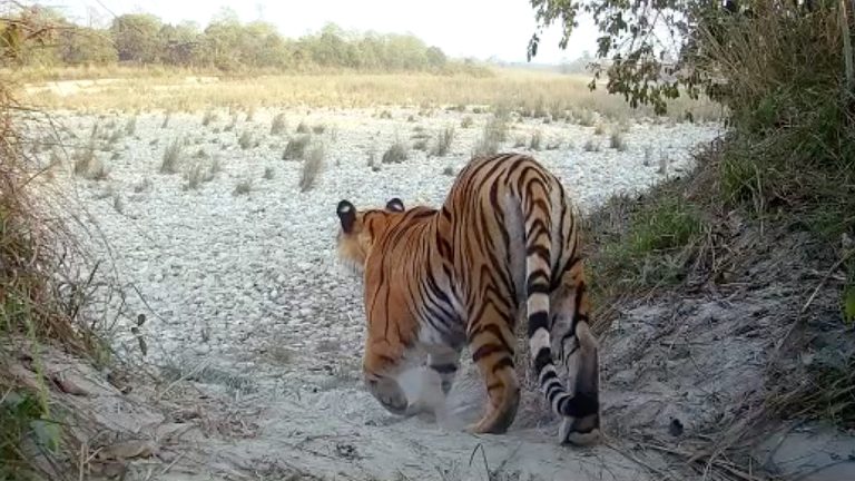 Can I see a Tiger in Nepal? Best places see tigers
