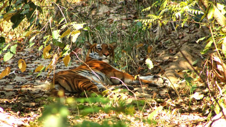 Which month is best for jungle safari?