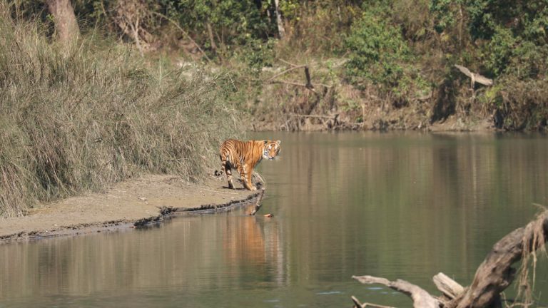 A day with Tiger and Leopard in Bardia