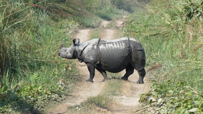 Where is the main habitat of One Horned Rhino in Nepal