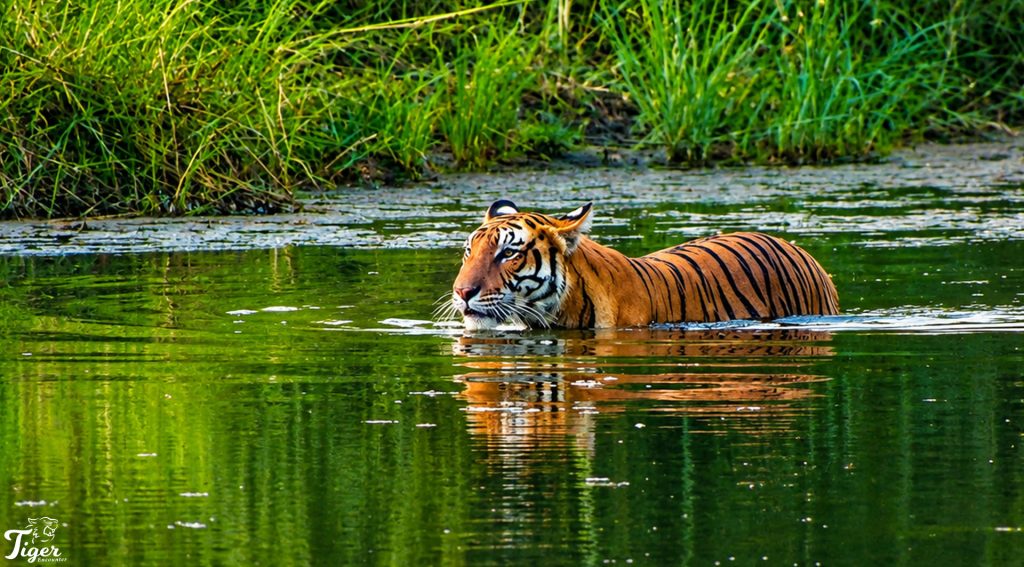 145 tigers in chitwan national park