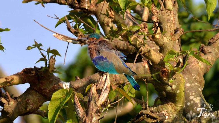 Indian Roller