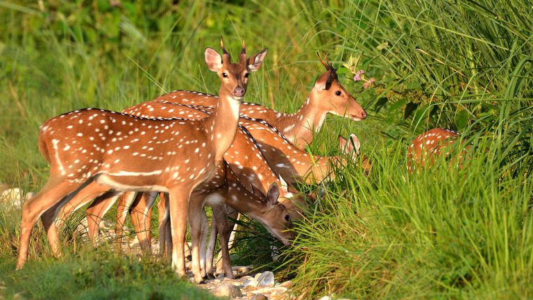 Chitwan Jungle Safari Private Tour Package