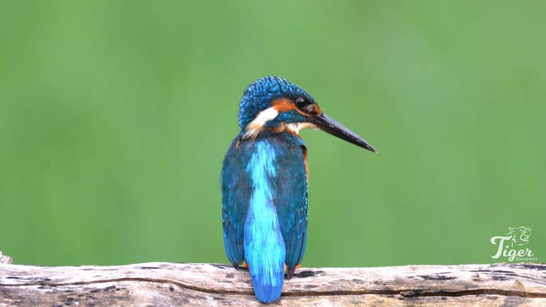 Common Kingfisher