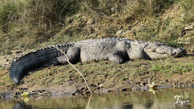 Mugger Crocodile