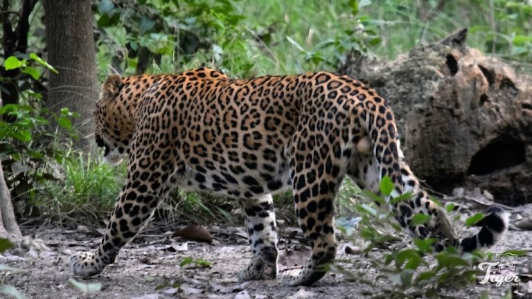 Leopard in Nepal.