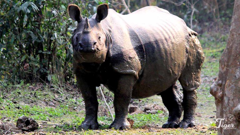 One Horned Rhino