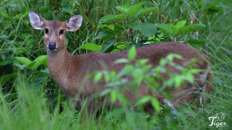 Samber Deer