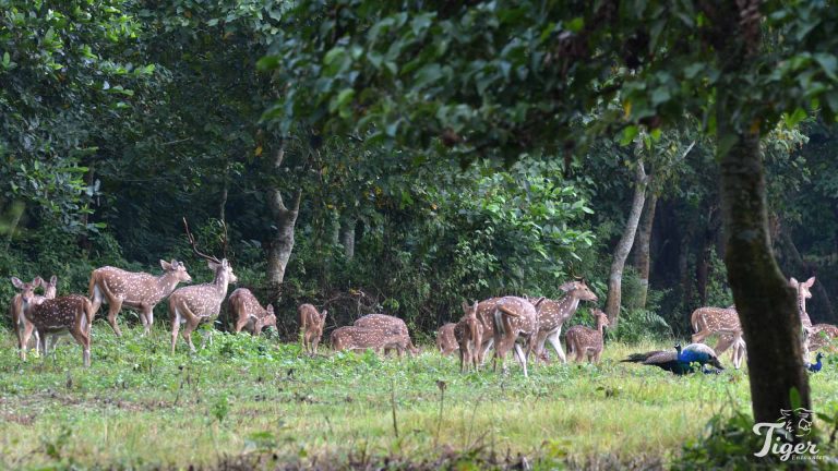 Spotted Deer