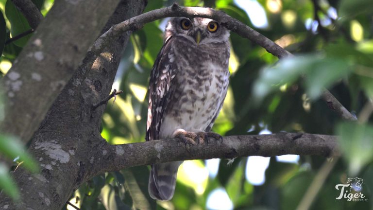owl