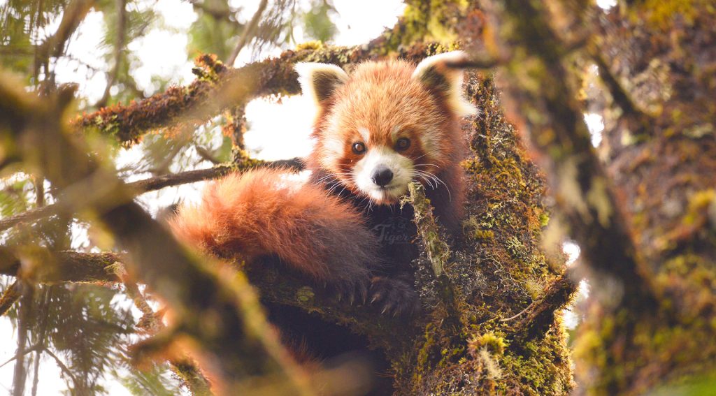 Best place to see Red Pandas in Nepal