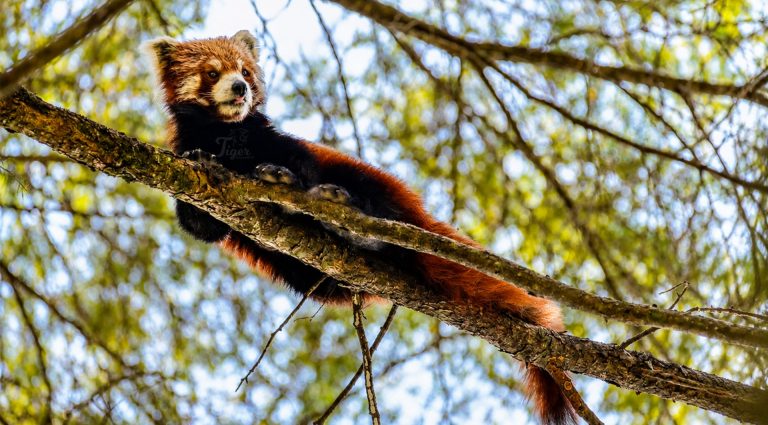 Red Panda Facts
