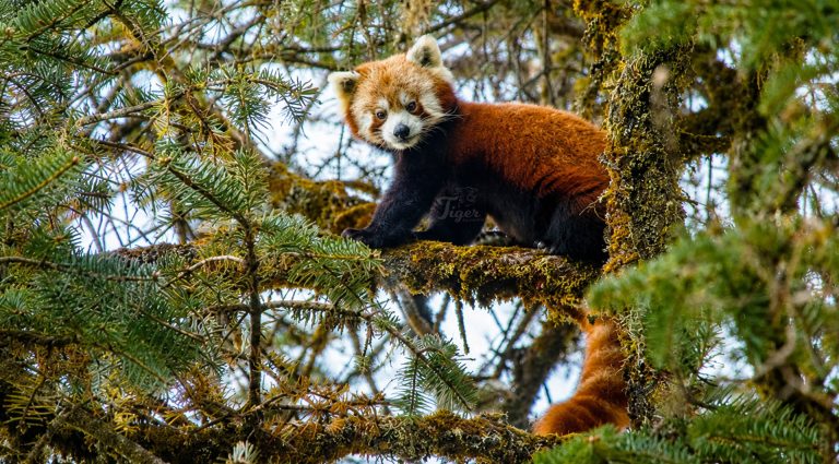 Red Panda Photography Expedition