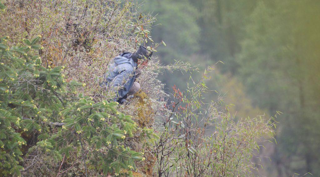 Red Panda Tracking Trek in Langtang National Park - Tiger Encounter ...