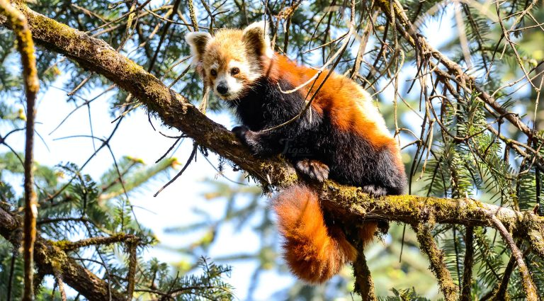 Red Panda in Langtang