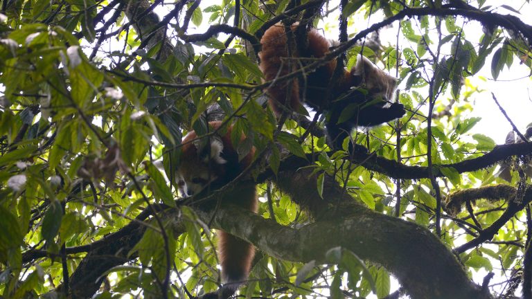 Best place to see Red Panda in Nepal