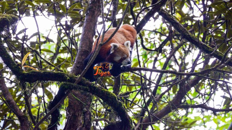 The nearest place from Kathmandu to spot rare Red Panda