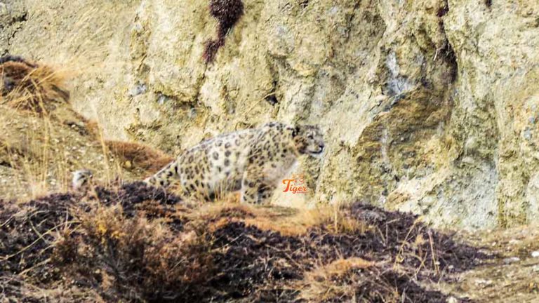 MANANG:  the nearest paradise of snow leopards from Kathmandu