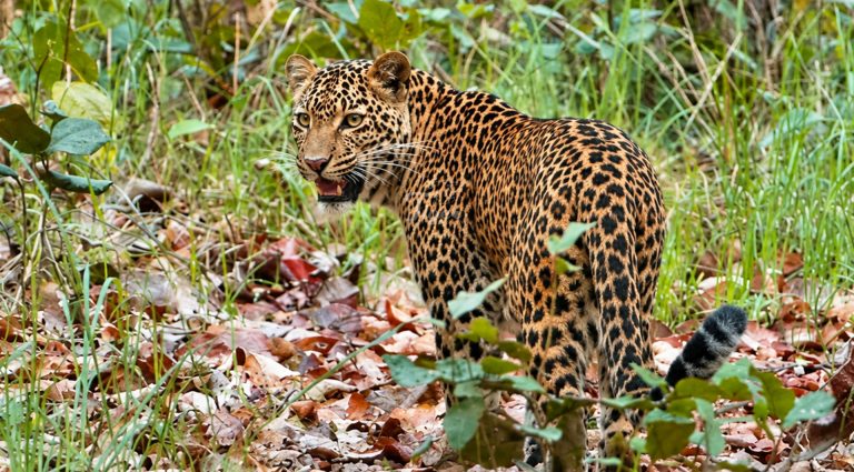 Common Leopard in Bardia