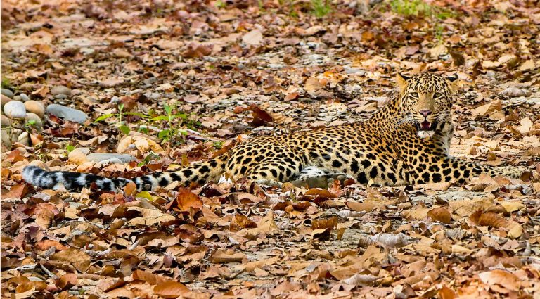 Leopard- Big Cat of Nepal