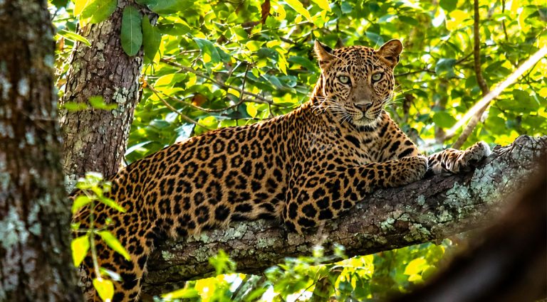 Leopard in Bardia Nepal