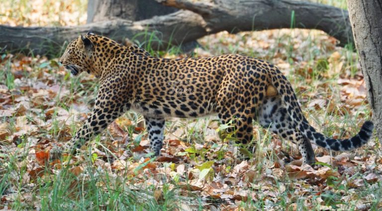 Leopard in Nepal