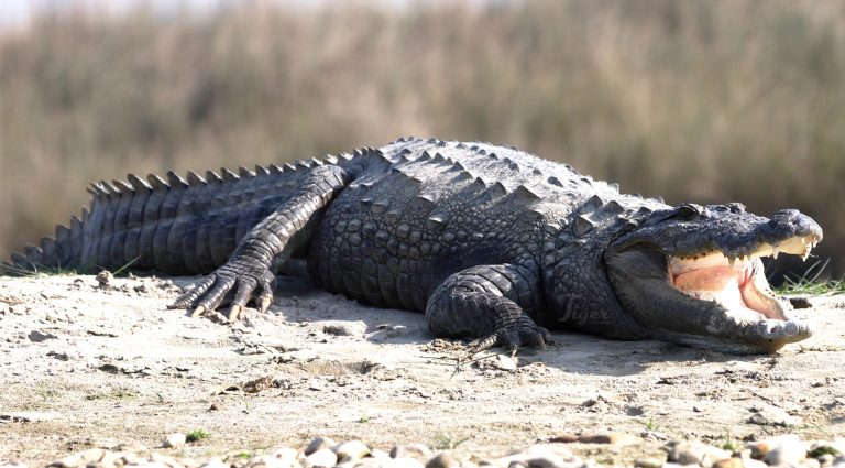 Mugger Crocodile in Bardia