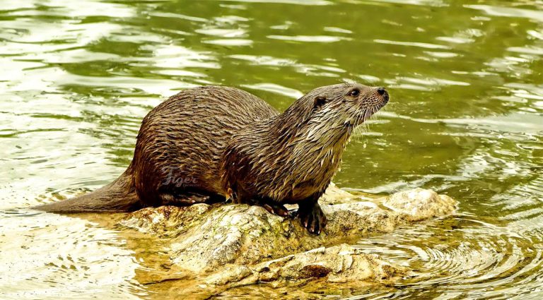 Otter in Bardia Nepal