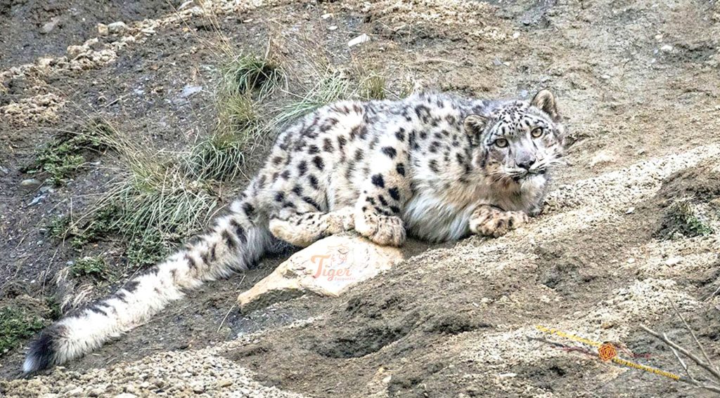 Snow Leopard- Big Cat of Nepal
