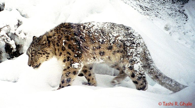Snow Leopard Camera Trap in Manang