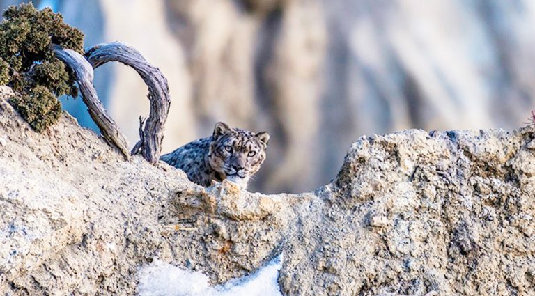 Snow Leopard in Manang,Nepal