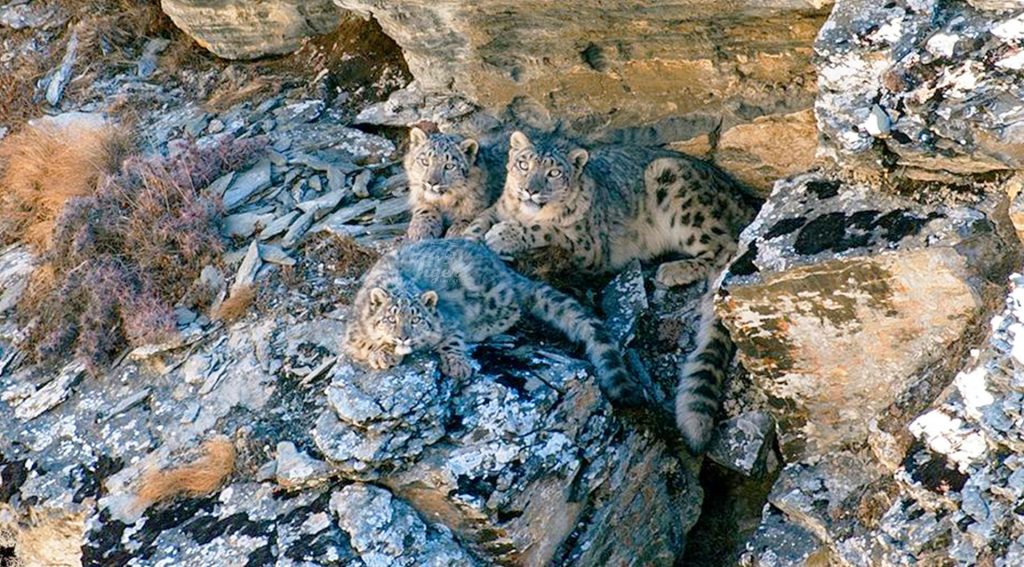 Snow Leopard with its cubs
