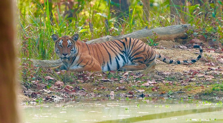 Tiger- Big Cat of Nepal