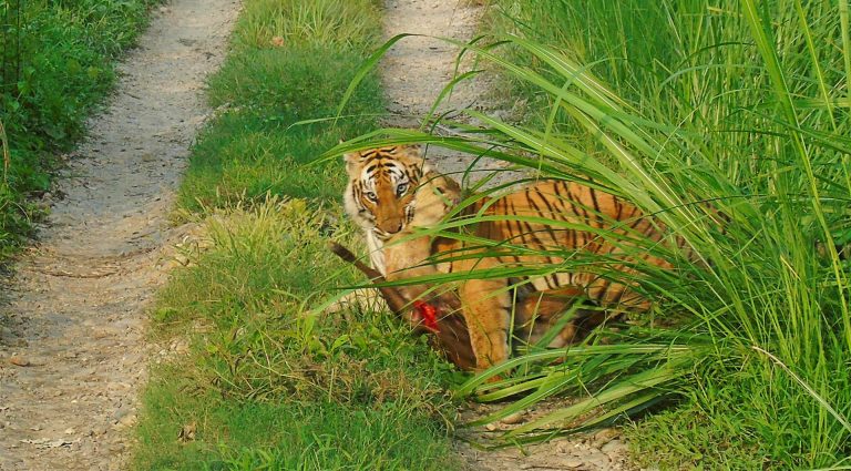 Tiger hunt Deer in Nepal
