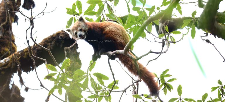 Main territory of Red Pandas in Nepal