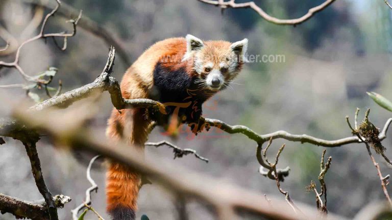 Red Pandas Fantastic Facts with Fabulous Photos