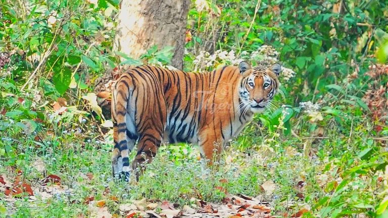 Best places and times to spot tigers in Nepal