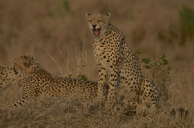 Cheetah in Masai Mara
