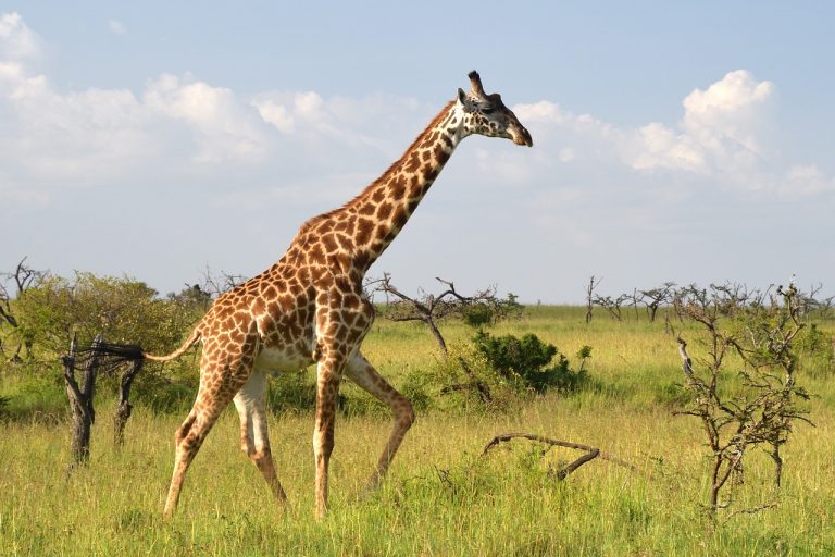 Giraffe in Masai Mara