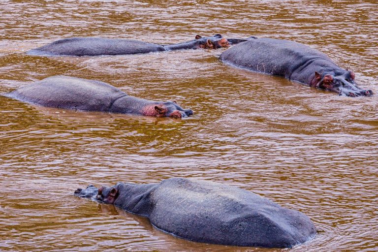 Hippopotamus in Masai Mara