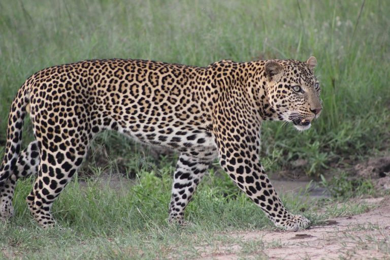 Leopard in Masai Mara