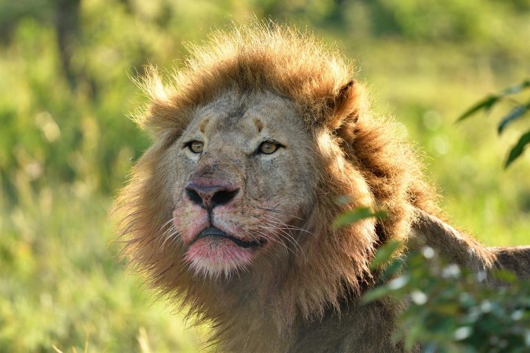 Lion in Masai Mara