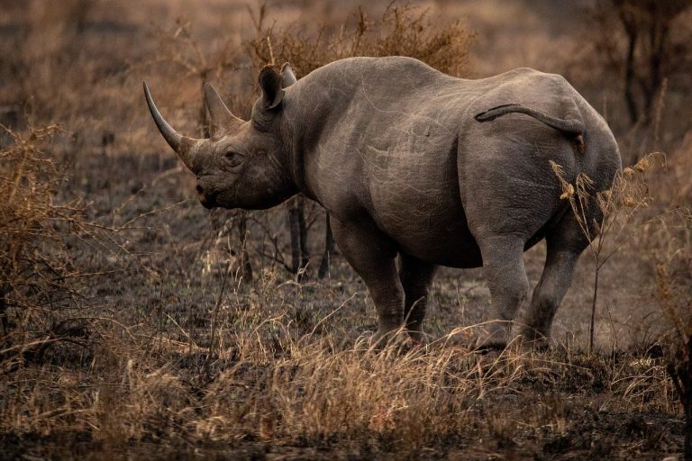 Rhinoceros in Masai Mara