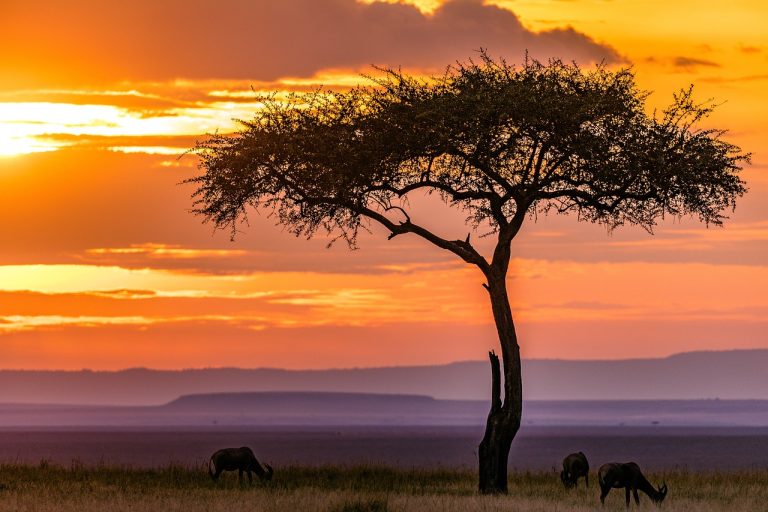Sunset in Masai Mara