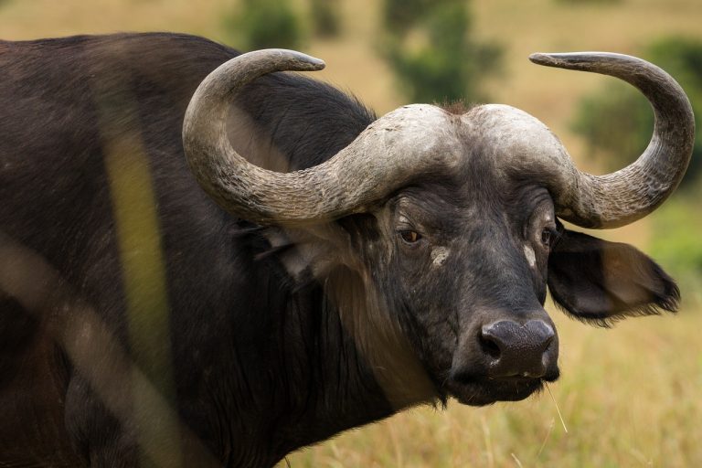 Water Buffalo in Masai Mara