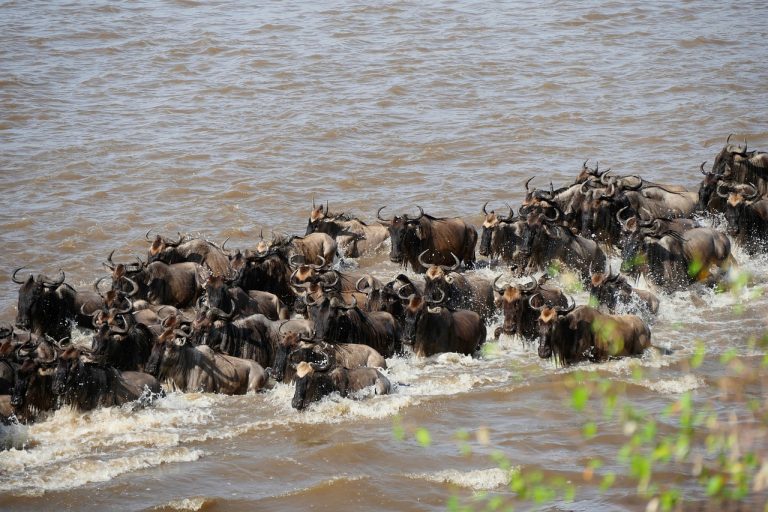 Wildebeest in Masai Mara