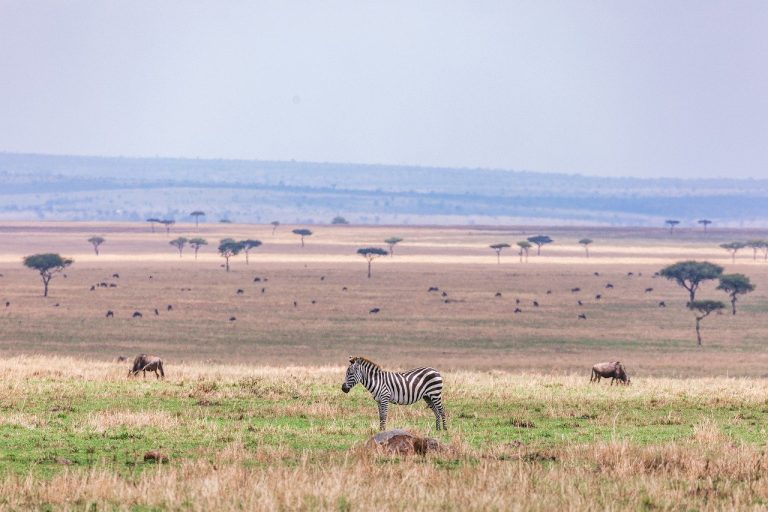 Zebra in Masai Mara